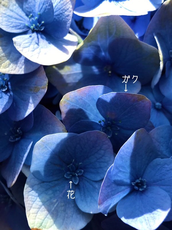 画像11: あじさいのピアス/イヤリング✦i(un)とタンザナイトの雫