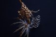 画像12: mariposa〜マリポサリング